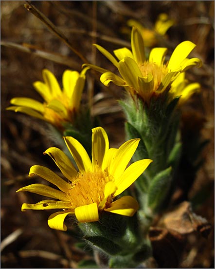 sm 689 Golden Aster.jpg - Golden Aster (Heterotheca sessiliflora): These grew in multiple plentiful mats along the trail.